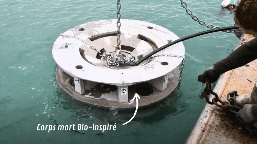 Récifs artificiels / artificial reefs - corps mort en immersion