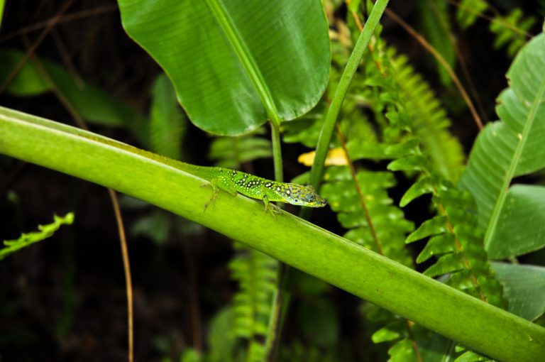 visiting martinique north