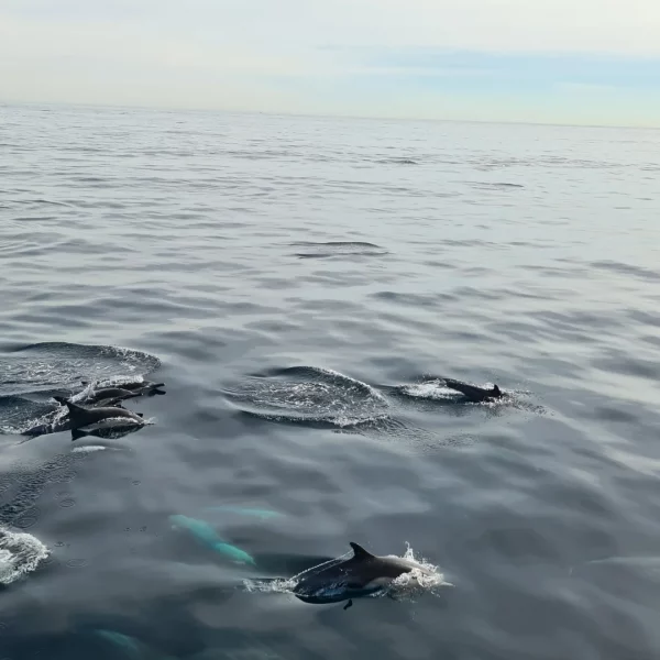 Road trip california dolphin Channel islands