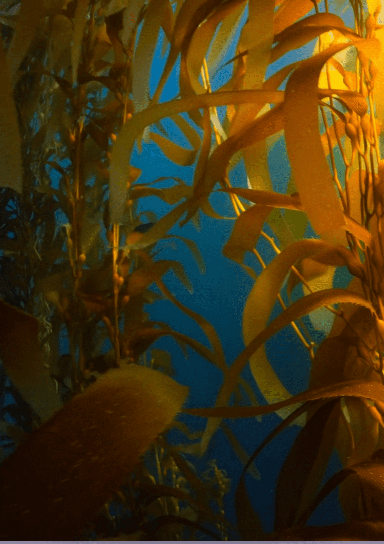 kelp forest forêt sous-marine 1