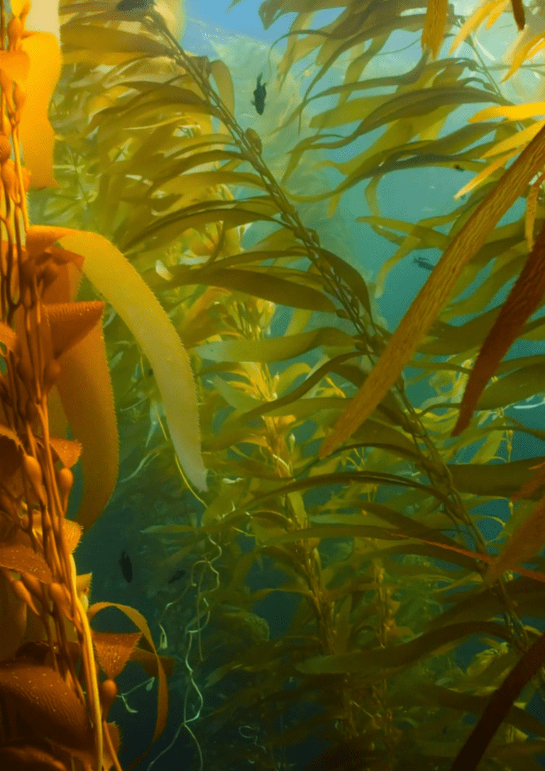 kelp forest forêt sous-marine 2
