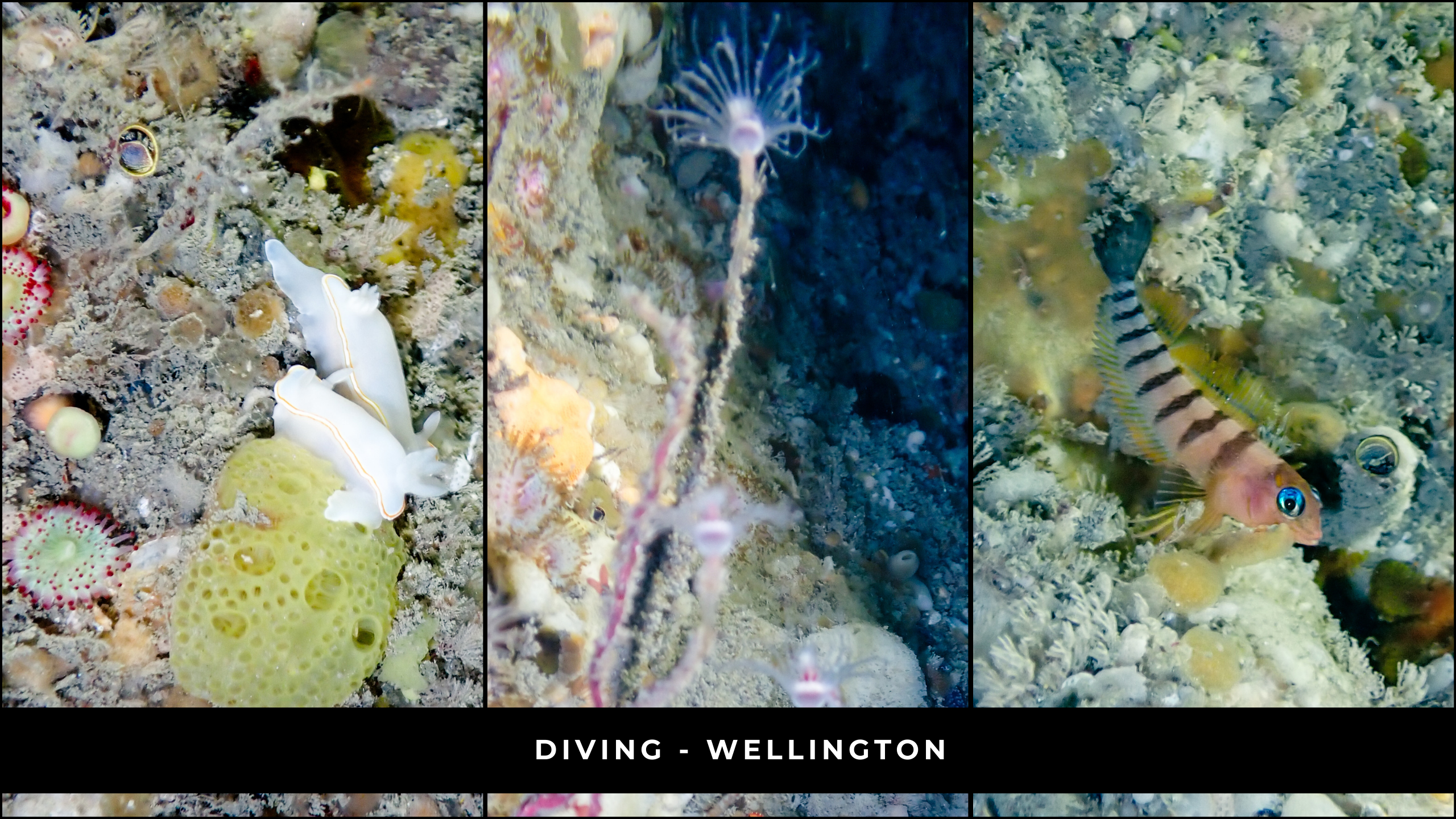 DIVE - Mountain to Sea - Wellington