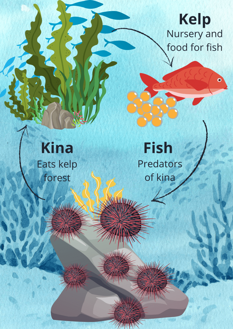 underwater forests - cycle de vie EN