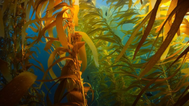 kelp forest forêts sous-marine